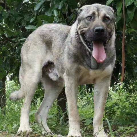 纯种坎高犬幼犬活体大骨架忠心护主放羊狗短毛大型猛犬坎高犬