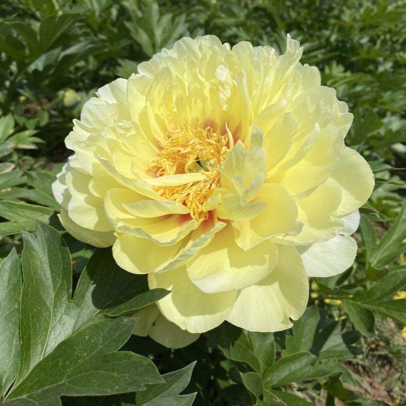 批发荷兰进口芍药苗巴茨拉重瓣芍药花苗观赏盆栽芍药洛阳牡丹苗