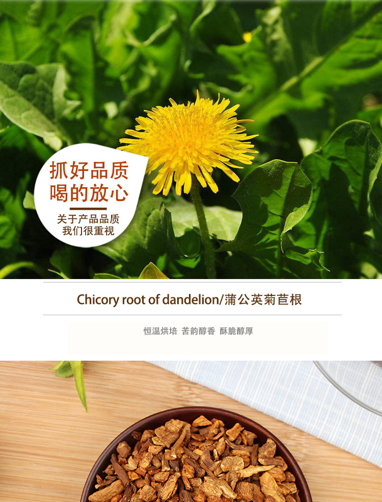 谯韵堂 蒲公英菊苣根茶100g/罐 玉兰根茶苦苣兰菊根茶菊苣茶