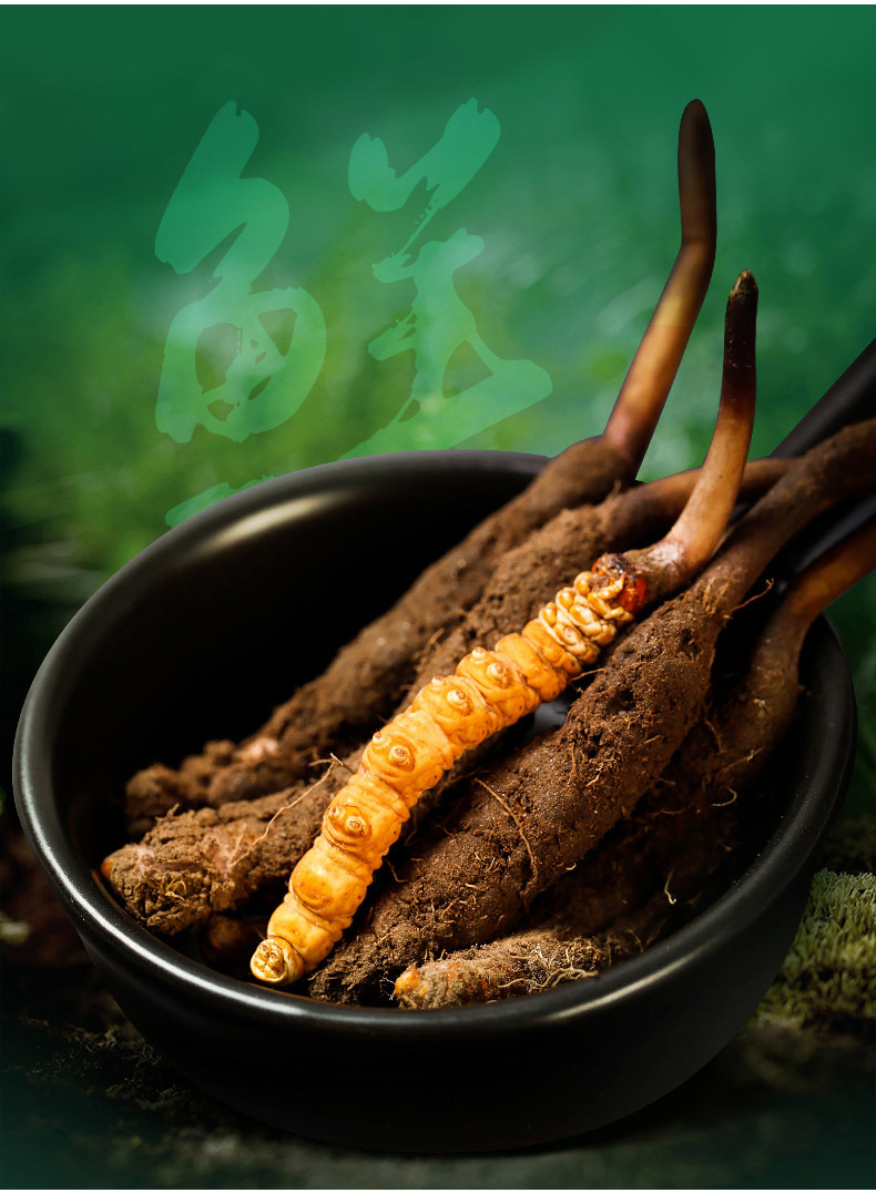 产地直发新鲜冬虫夏草大货批发青海西藏高海拔鲜虫草一手货源代发