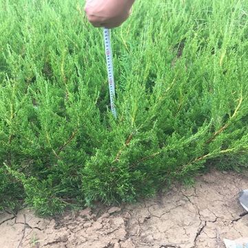 龙柏绿篱批发 龙柏球耐寒常青龙柏树苗种植成活好 绿化灌木龙柏