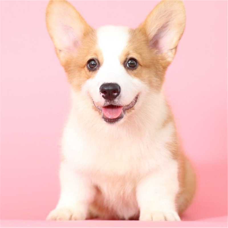 宠物犬小型犬