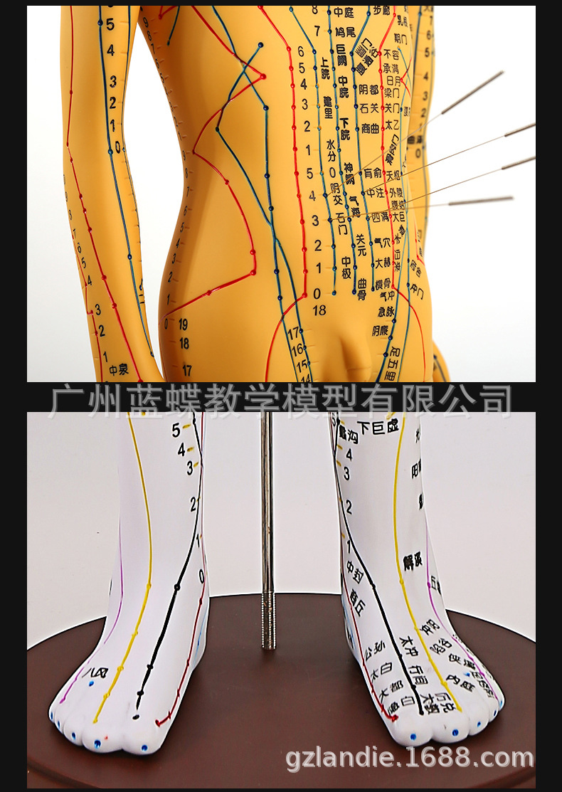 50cm超清晰经络 男女人体模型人体经络模型中医铜人针灸穴位模型