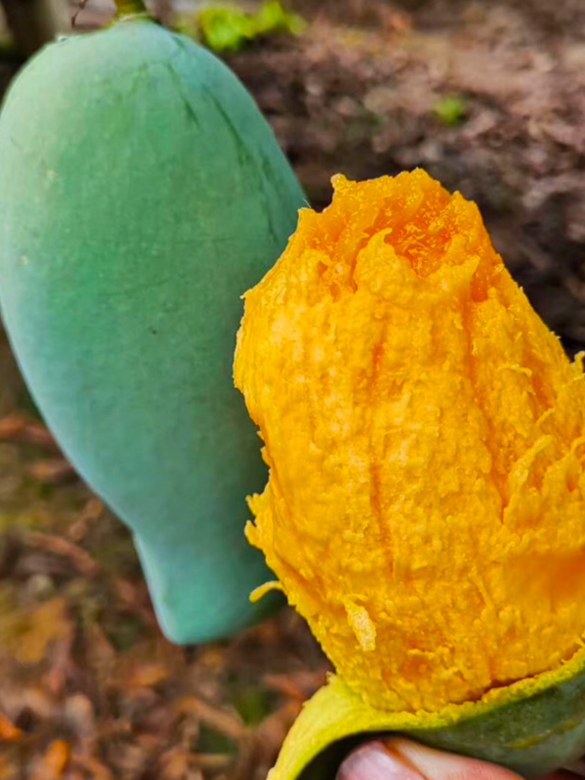 ht广西田东桂七芒果净9斤5斤新鲜水果包邮百色特产甜青皮桂7香芒