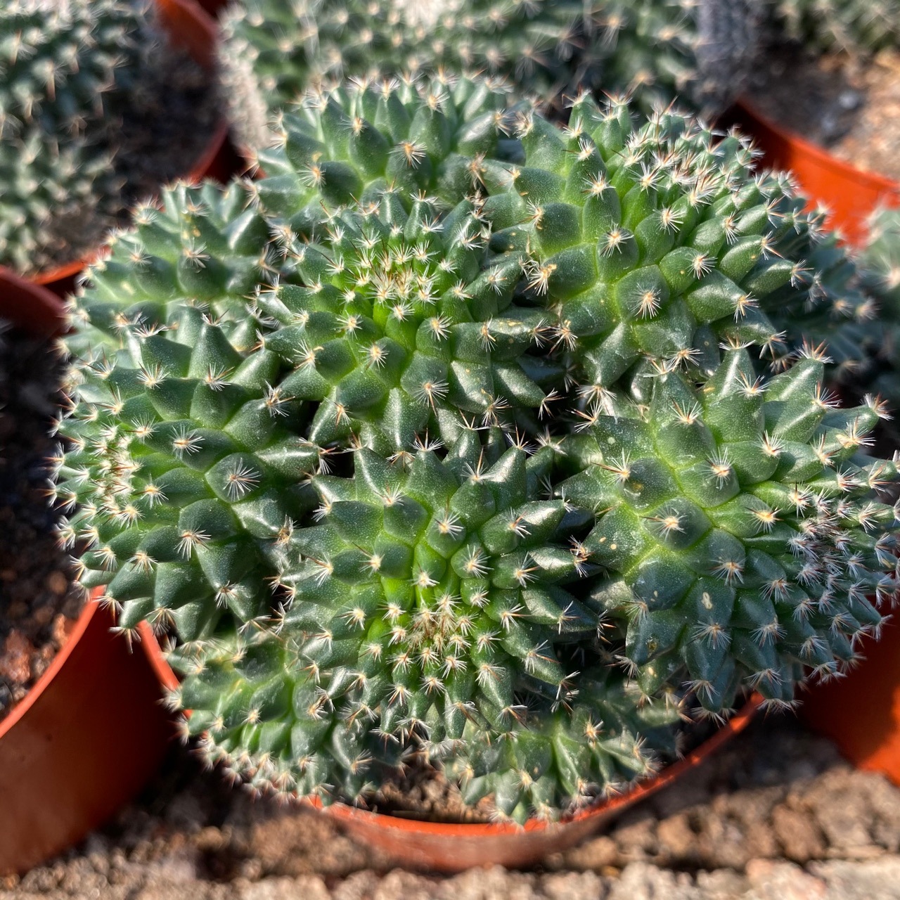 玉翁多头掌形盆栽7-9cm仙人球大号舞会白色多肉植物