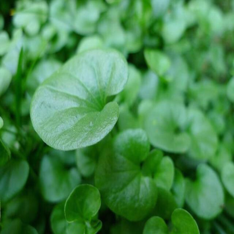 户外马蹄金种子金钱垂吊心形铜钱黄吊兰多年生耐护坡坪