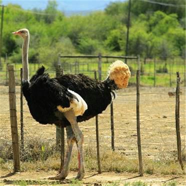 鸵鸟苗一只 小鸵鸟活体多少钱 种苗 鸸鹋种蛋 脱温非洲鸵鸟苗价格