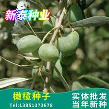 橄榄种子新采集 油橄榄种子 齐墩果种子 橄榄果种子 谏果 青果