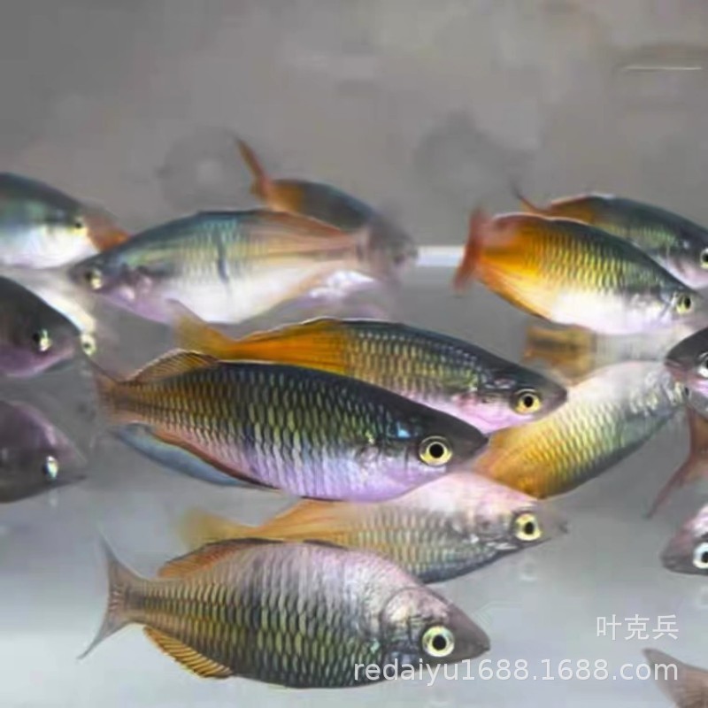 上海热带鱼观赏鱼批发石美人鱼电光美人刚果美人闪光美人-阿里巴巴