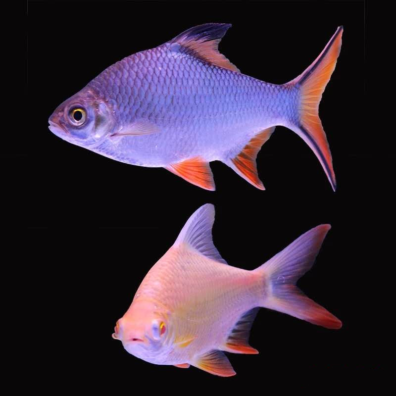 金银凤活体热带观赏淡水鱼双线侧泰国鲫鱼红鳍鲫鹦鹉龙鱼配鱼