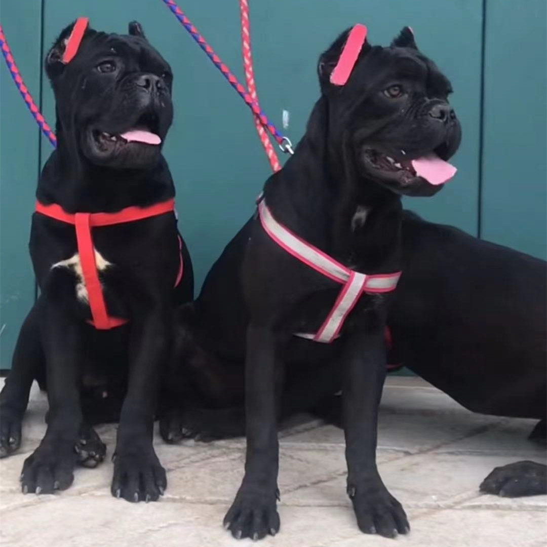 出售卡斯罗活体幼犬上山狩猎卡斯罗活物家养宠物狗狗哪里有卖