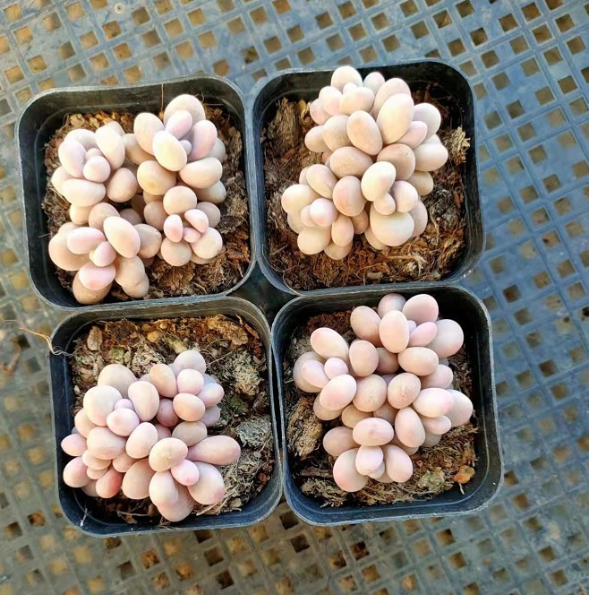 桃蛋 桃之卵 4头 实拍 多肉植物基地直销量大从优-阿里巴巴