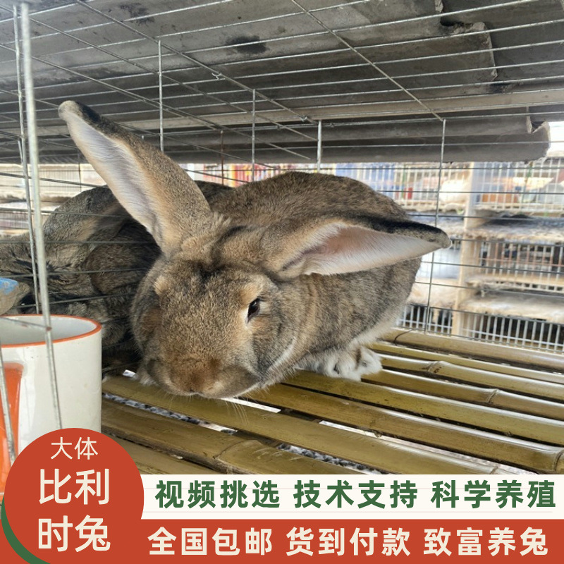 厂家直供比利时兔子 适应力强成年兔种兔繁殖利润分析养兔前景包