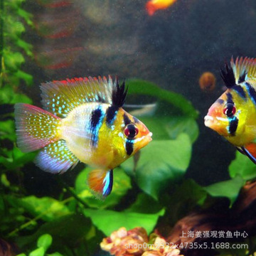 观赏鱼皮卡丘阿凡达草凤凰球金波子荷兰球凤凰亚成鱼宝