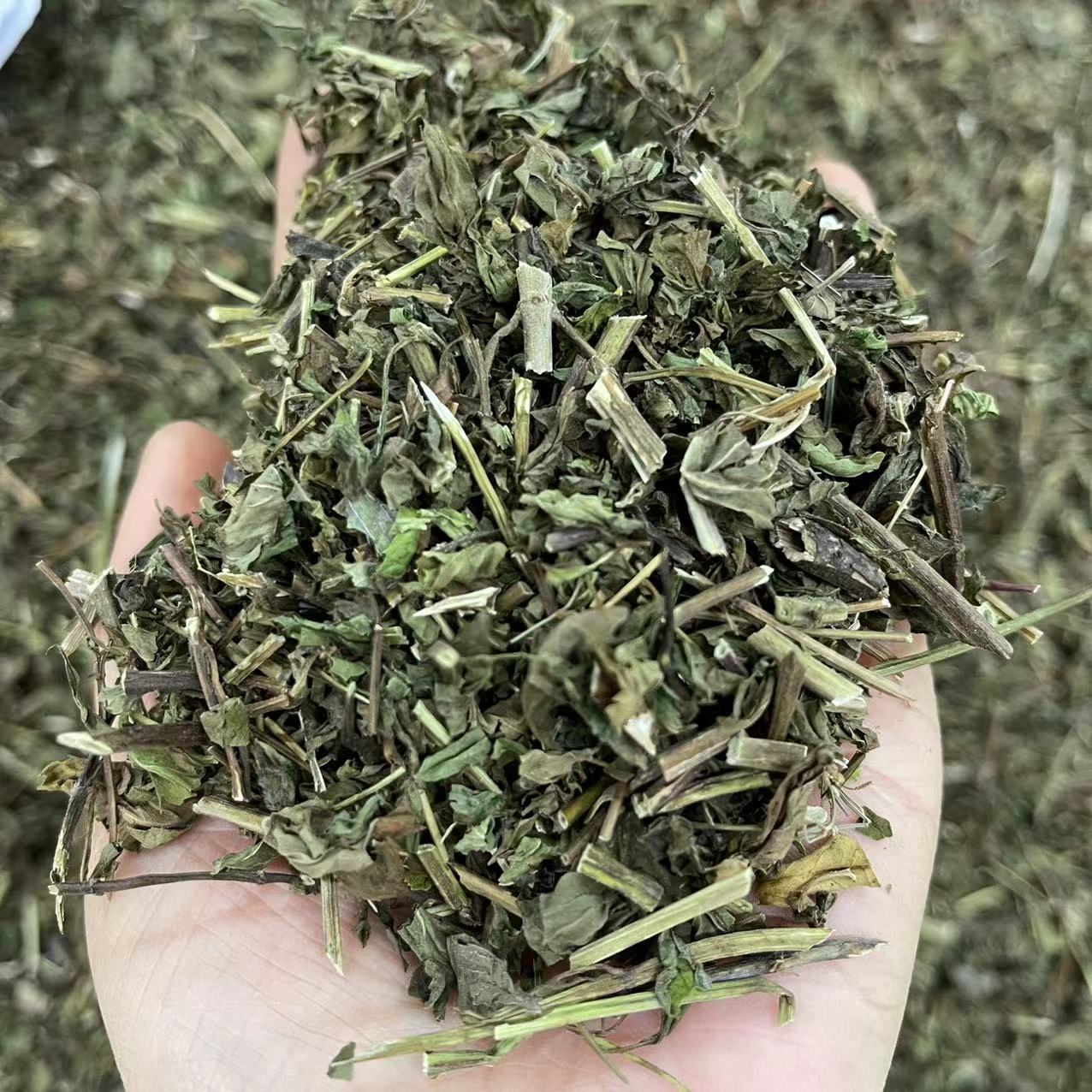 薄荷 中药材 薄荷新货 中药材批发薄荷