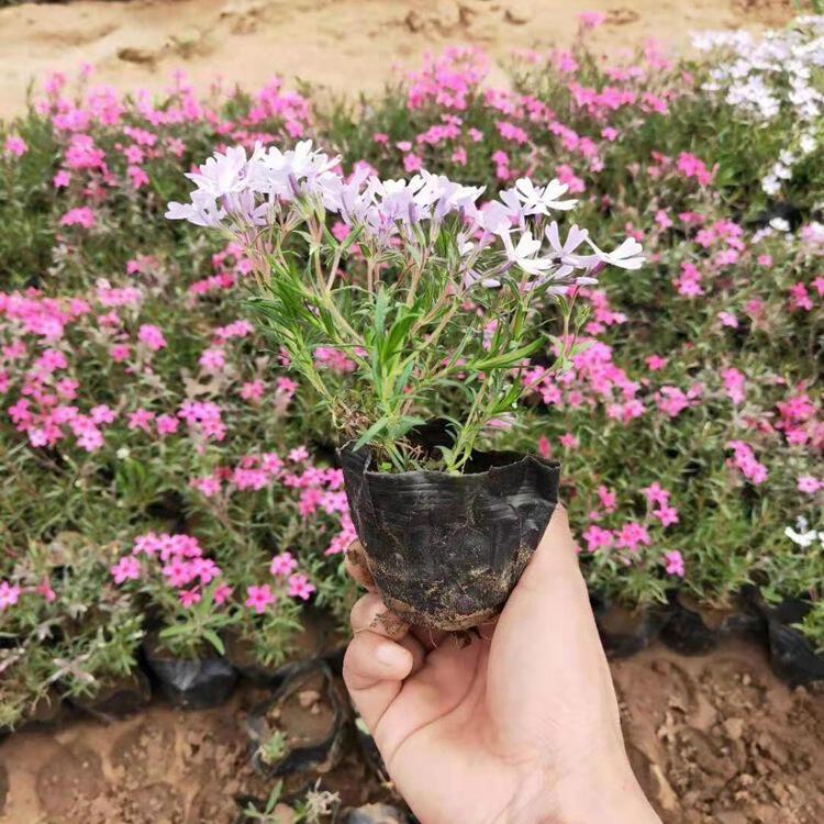 批发芝樱 丛生福禄考盆栽宿根花卉园林绿化地被 芝樱苗可做花海