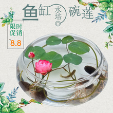之铭透明大号玻璃花瓶水培花盆金鱼缸水养植物碗莲 盆睡莲水仙盆