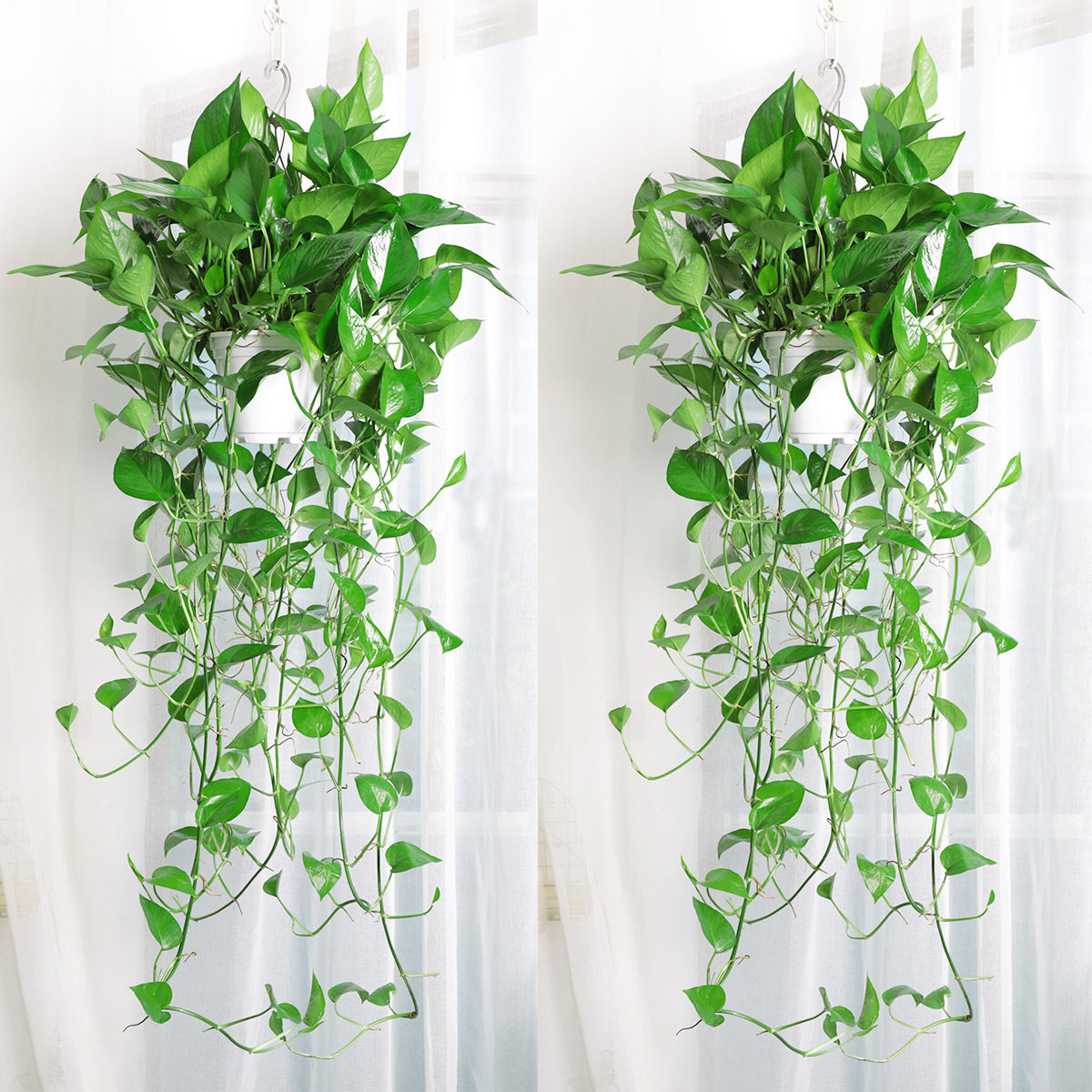 绿萝长藤垂吊挂墙上室内长藤绿植盆栽长绿萝新房客厅牵藤爬藤植物