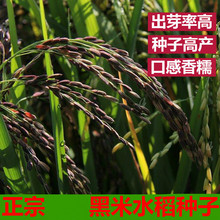 新品种血糯米种子五彩稻种子 紫米种子黑米种子黑稻谷种子