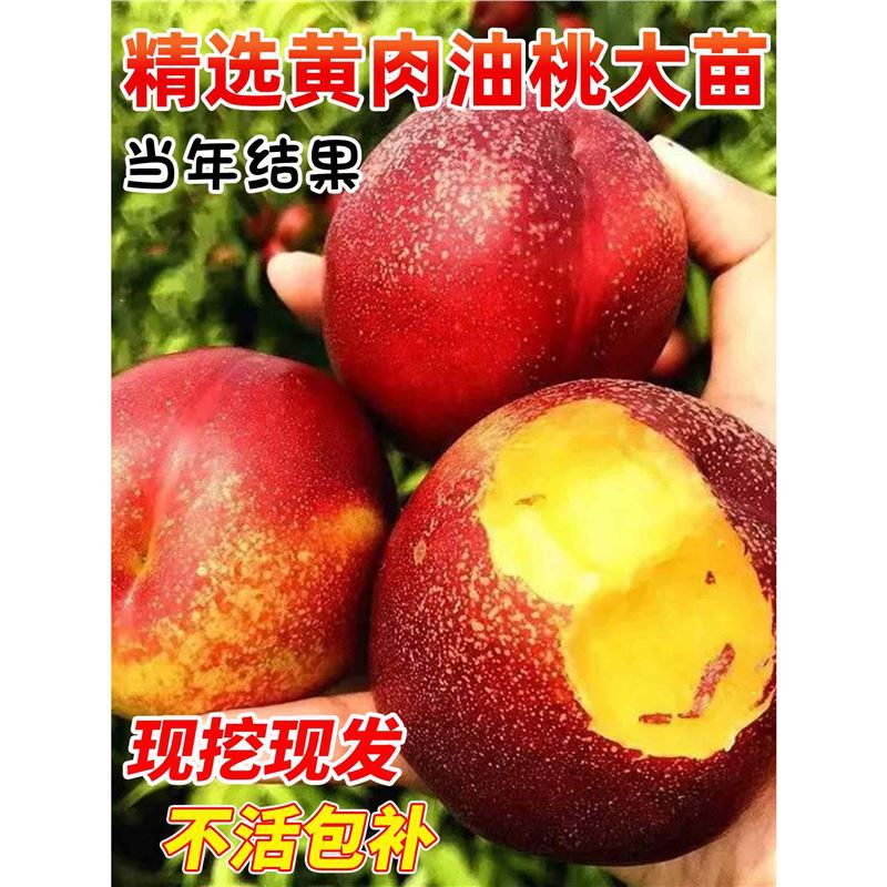 特大桃树果苗嫁接红桃黄桃水蜜桃树苗南北方盆栽地栽庭院当年结果