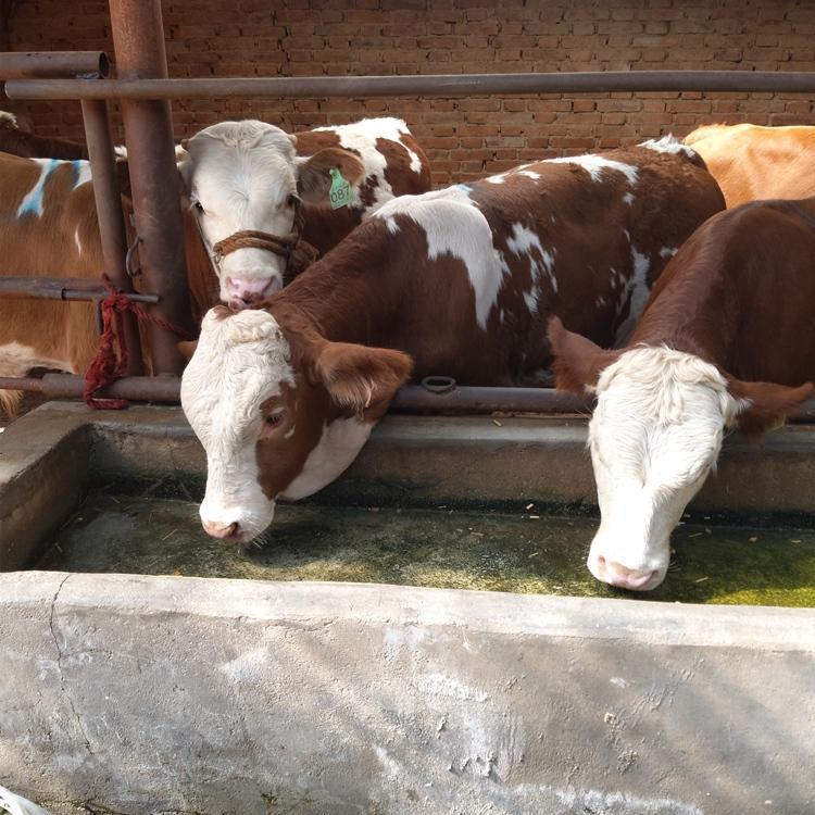 甘孜州紫红花的纯种西门塔尔牛犊的价钱