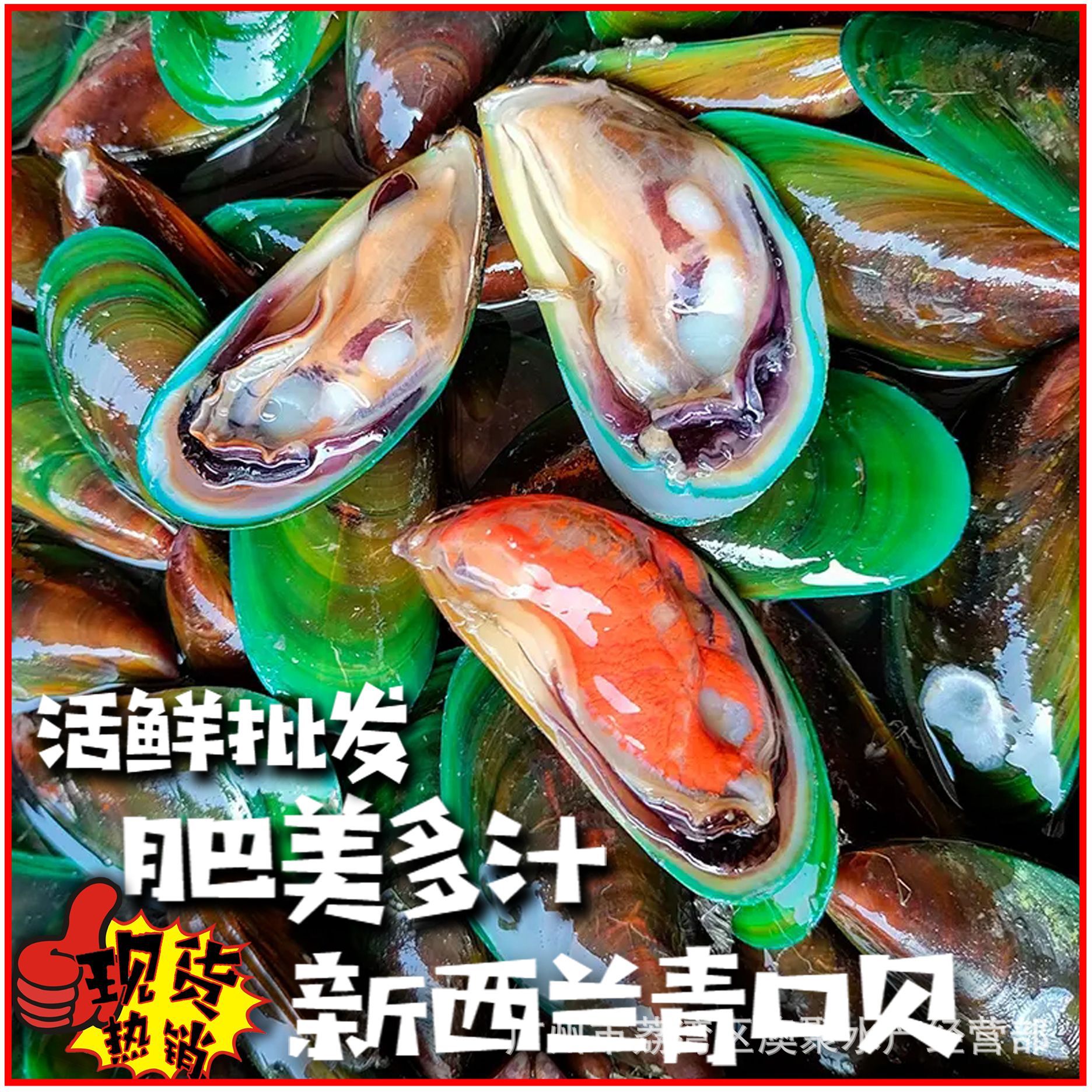 海鲜"新西兰活青口贝"商用活鲜水产酒席餐厅食材批发 散称批发
