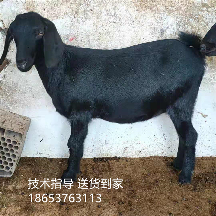 出售精品努比亚黑山羊 纯种努比亚黑山羊种公羊 3个月