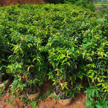 陈生果苗 来样加工 包装物料 交期及时