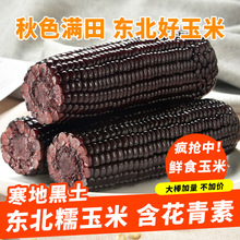 黑糯玉米2023年新鲜真空装包香甜糯黑玉米山西忻州低脂代餐苞米
