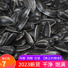 内蒙古直发小油葵黑丁2023年新货黑珍珠瓜子榨油生熟油葵可选包邮