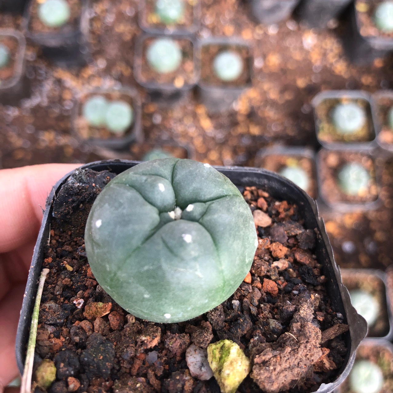 基地直批仙人球实生乌鱼多肉植物盆栽室内植物盆栽