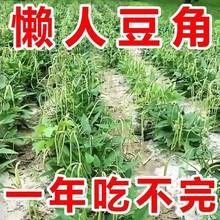 摘不败无架长豆角种不用搭架子的长豆角蔬菜种跨境专供代发