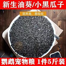 新黑瓜子油葵籽黑珍珠小瓜子葵花籽鹦鹉鸟食仓鼠粮食鸟粮鸽粮包邮