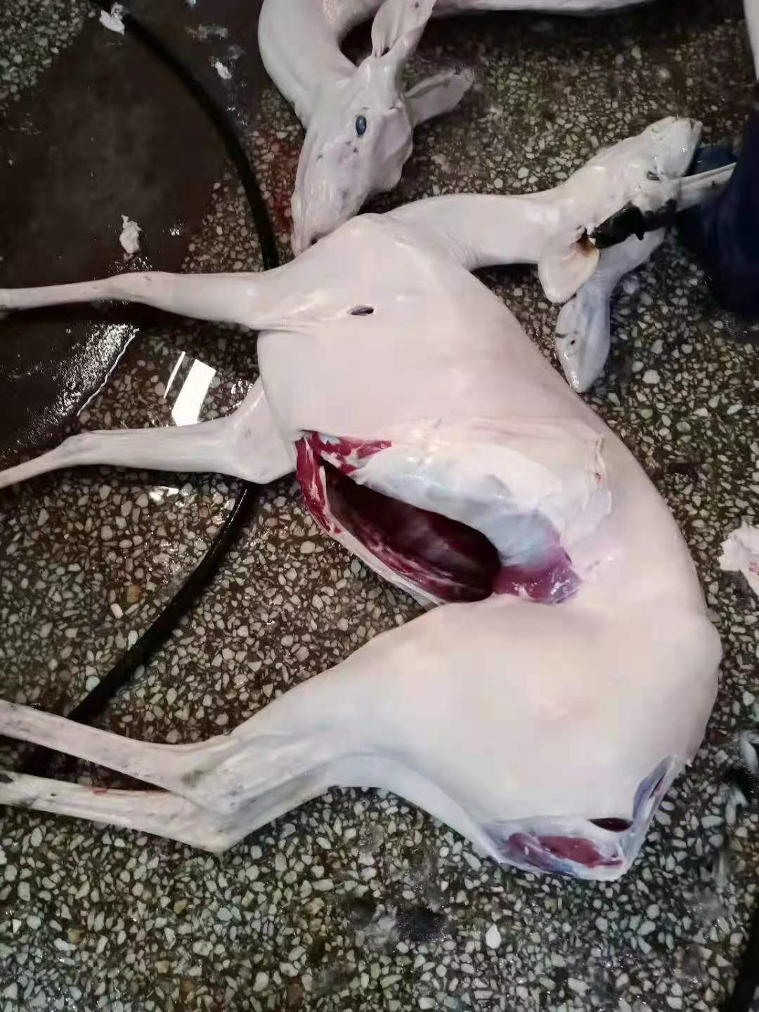 吉林鹿乡鹿场批发鹿肉 梅花鹿整只 新鲜鹿白条 东北特产鲜鹿肉