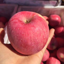 陕西洛川苹果水果新鲜应当季吃脆甜红富士10斤整箱批包邮