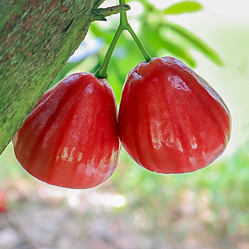 海南三亚莲雾红宝石当季新鲜热带水果莲雾果一整箱批发雾莲果