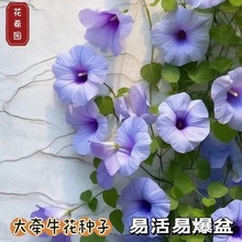 大牵牛花种子爬藤喇叭花种子四季开花易种阳台盆栽庭院花种子大全