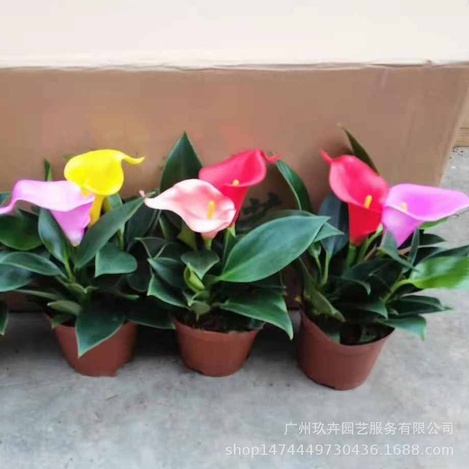 绿公主彩马观花植物绿植居室办公桌桌面盆栽