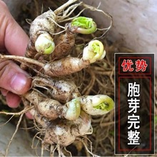 长白山种植人参室内盆栽参庭院种植种野山参盆栽可食用新鲜人参