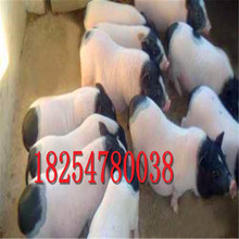 巴马小香猪宠物级北京黑猪苗现货一百斤左右的多少钱欢迎咨询