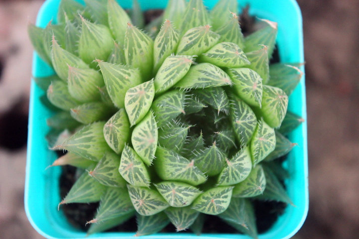 三角十二6-8cm水晶玉露