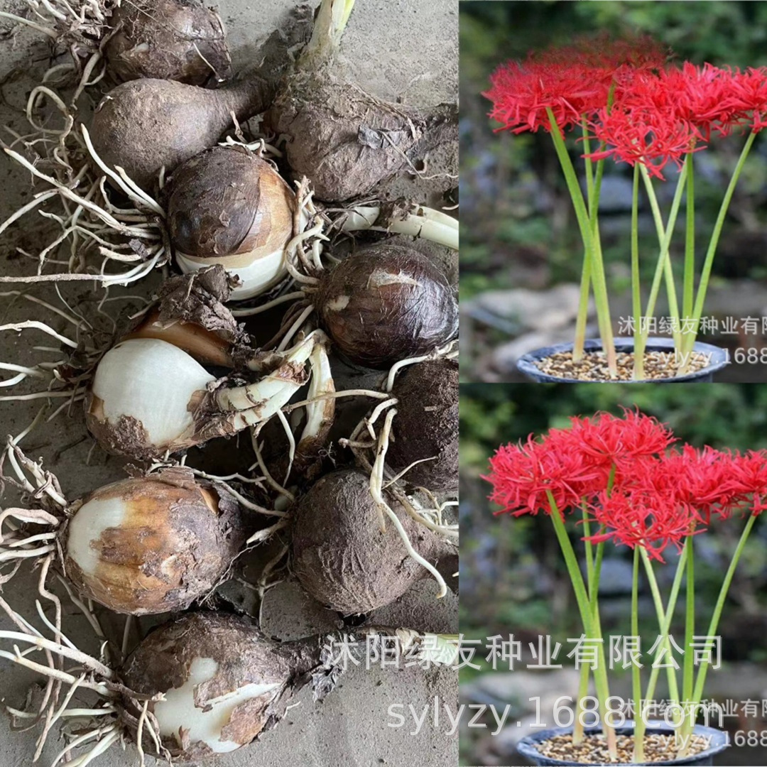 批发石蒜球 5800亩 红花石蒜 龙爪花 金丝红 石蒜种球-阿里巴巴