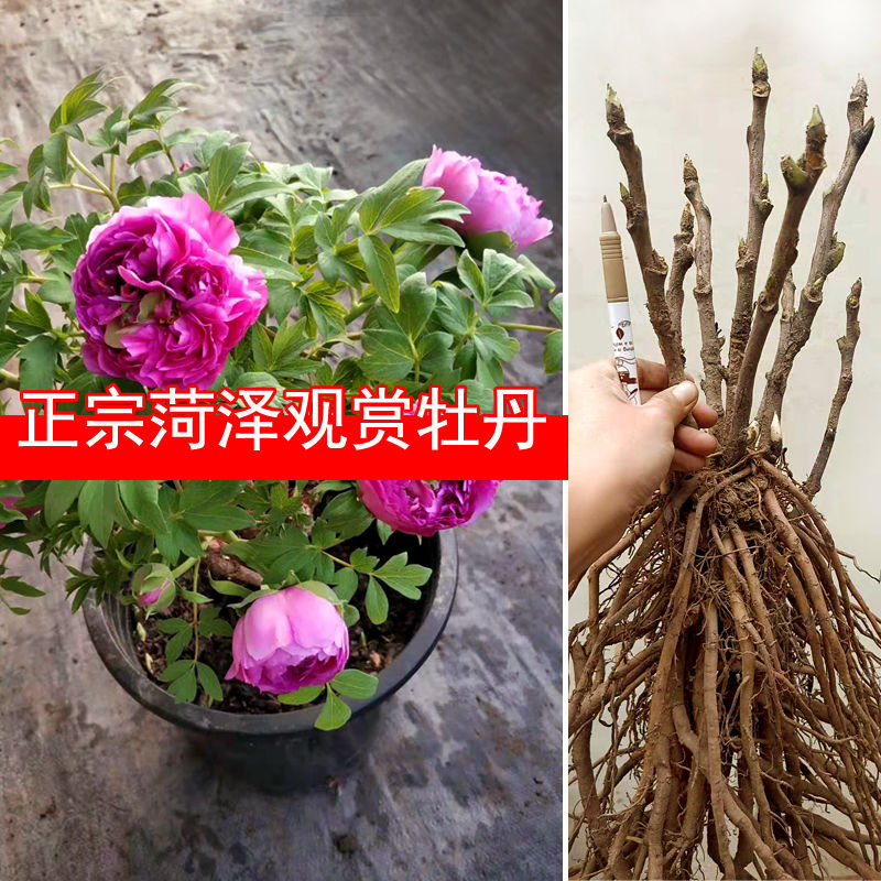牡丹花苗盆栽菏泽观赏大花苗买三送一现挖发货重瓣大花室内室外