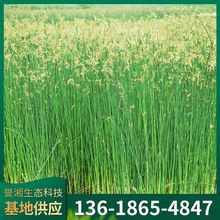 水葱苗公园湿地绿化净化用苗多年生植物出售多年生植物苗木水葱苗