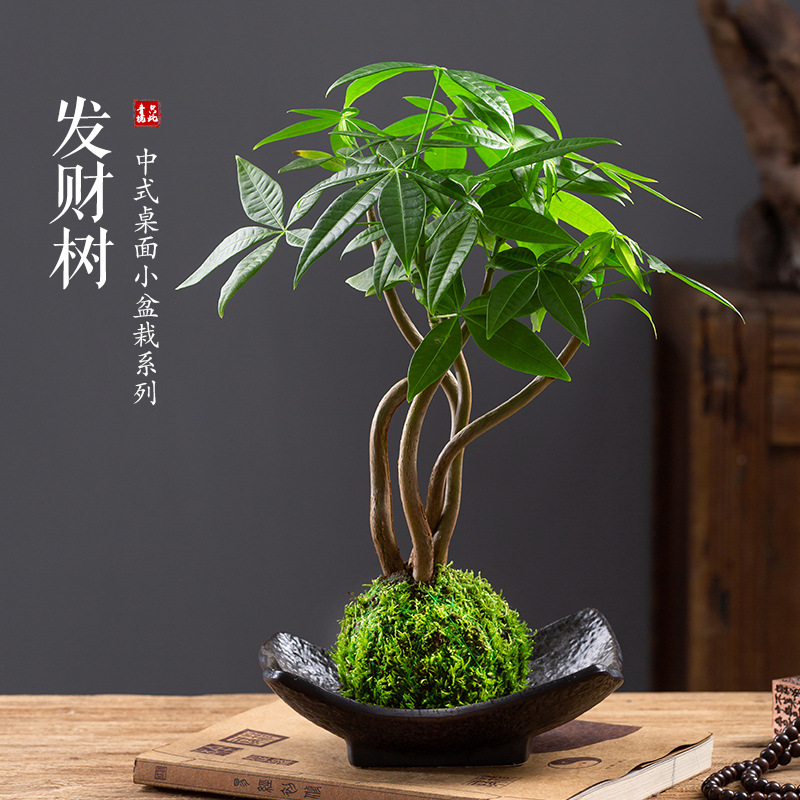 发财树盆栽五福苔藓盆景桌面室内茶桌水培好养小绿植中式禅意植物