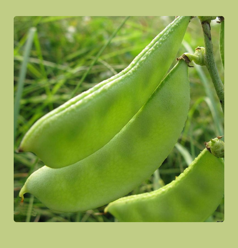 白扁豆新货500g新货云南特产南扁豆农家自产煮粥批发五谷杂粮