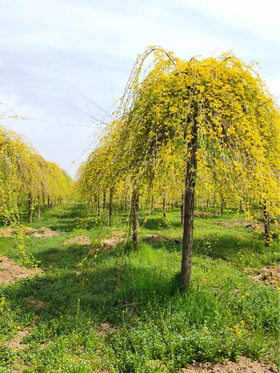 金叶垂榆价格金叶垂榆基地市政小区绿化苗木批发