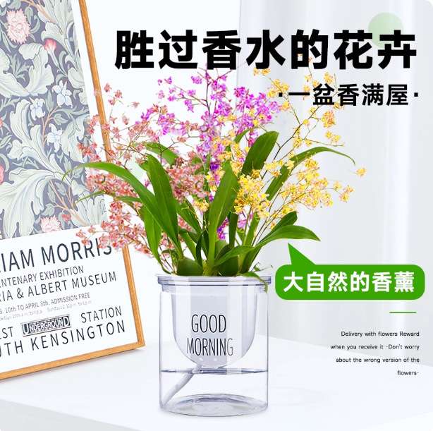 文心兰带花苞水养梦香兰水栽水培水苔鲜花跳舞兰花懒人花盆绿植