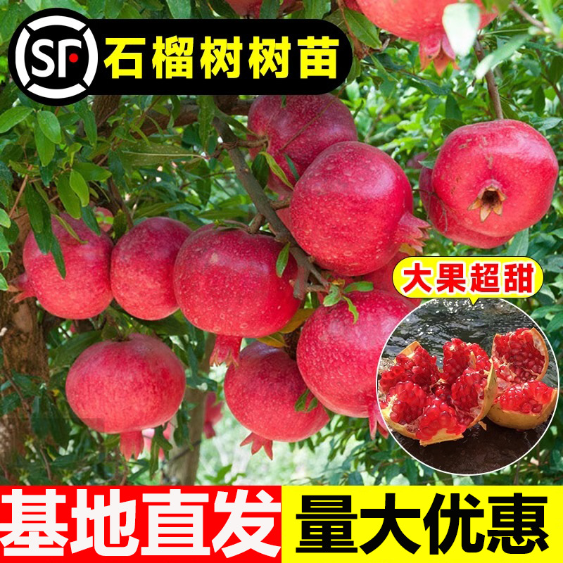石榴树苗突尼斯软籽石榴苗盆栽庭院果树无籽大甜石榴厂家基地直发