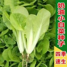 奶油小白菜种子耐热速生快菜早熟小青菜阳台盆栽四季蔬菜快菜种籽